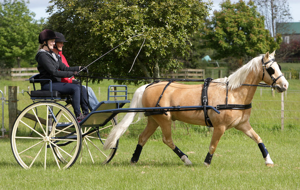 Murray Sports Fusion Festival - Carriage Driving