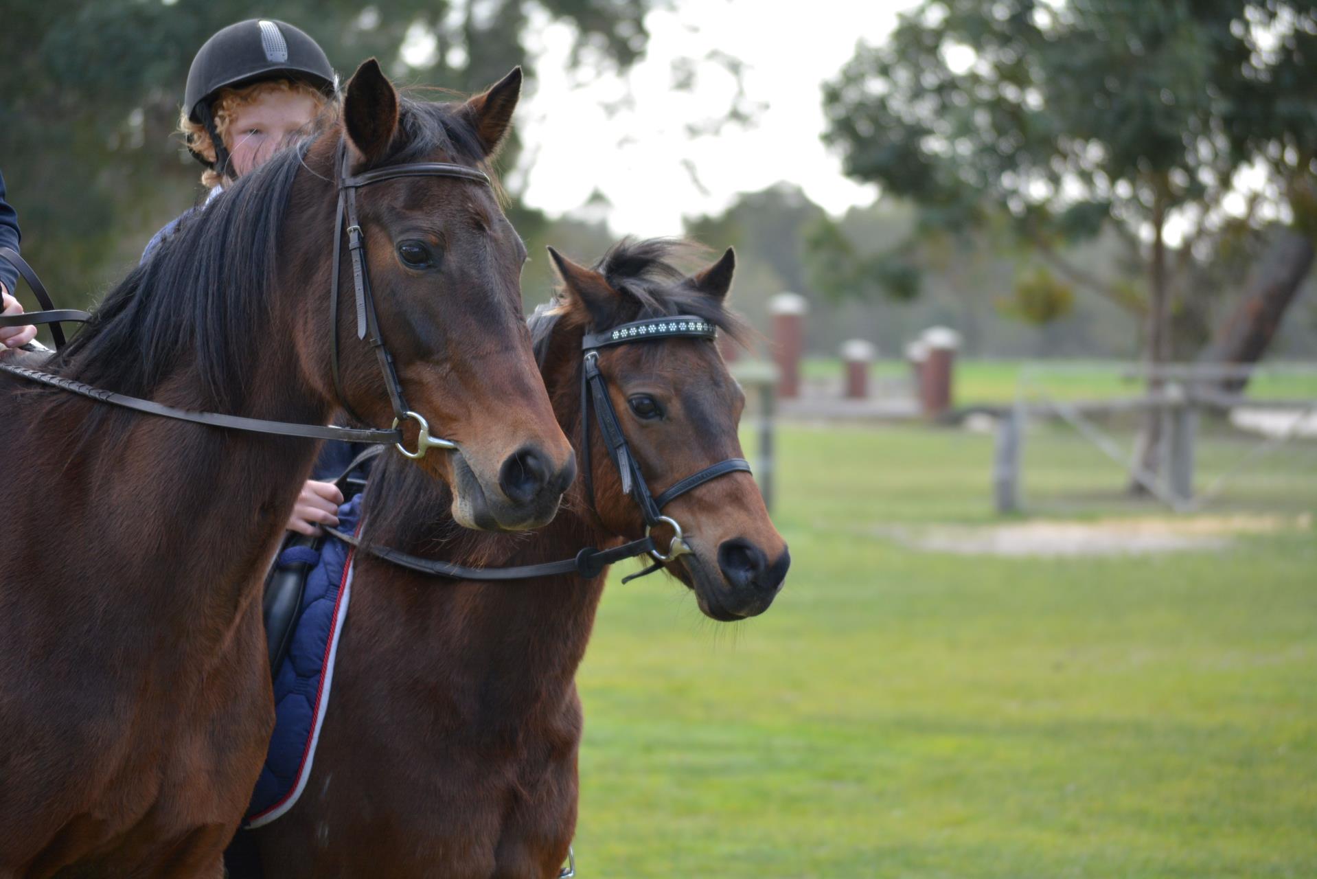 Hopes for Murray Regional Equestrian Centre released